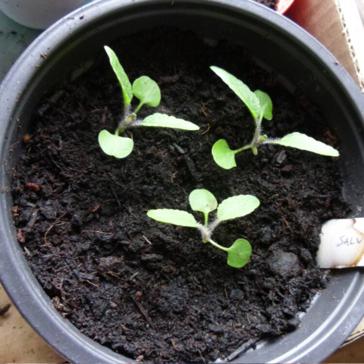 plant image 379294