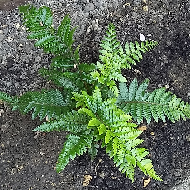 Plant image Polystichum Polyblepharum