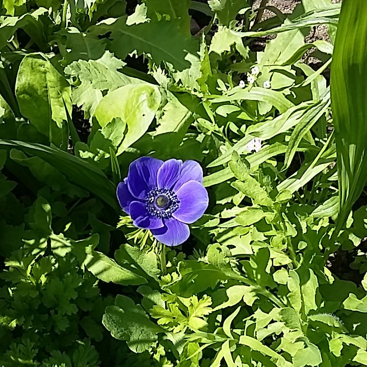 Plant image Anemone coronaria de caen 'Mr Fokker'