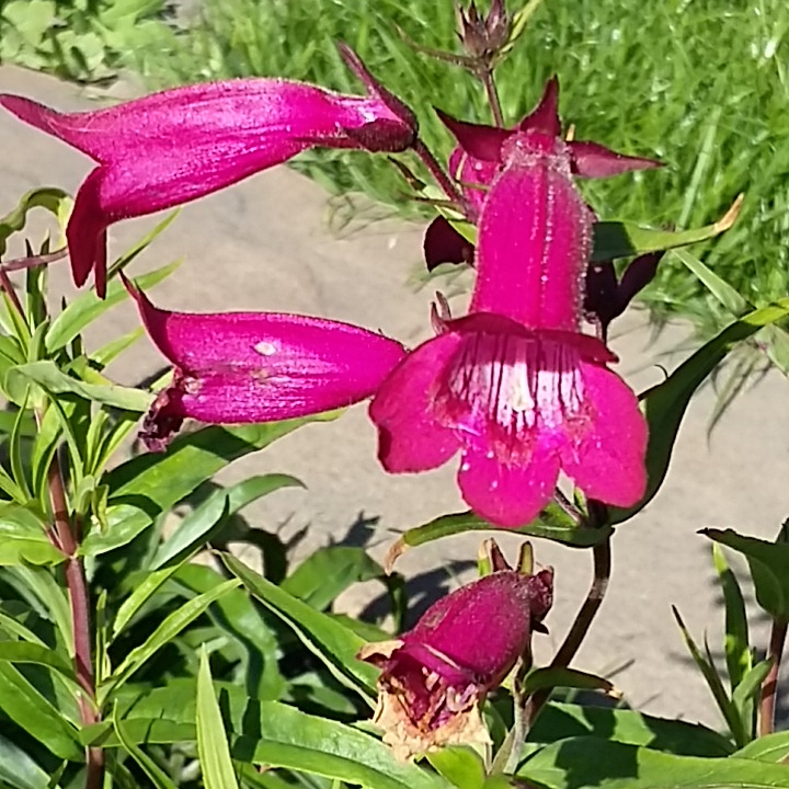 Plant image Penstemon 'Andenken an Friedrich Hahn' syn. Penstemon 'Garnet'