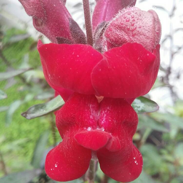 Plant image Antirrhinum majus 'Black Prince'
