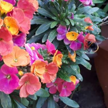 Wallflower 'Winter Party'