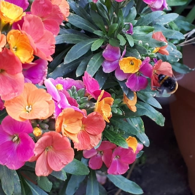 Plant image Erysimum 'Winter Party'