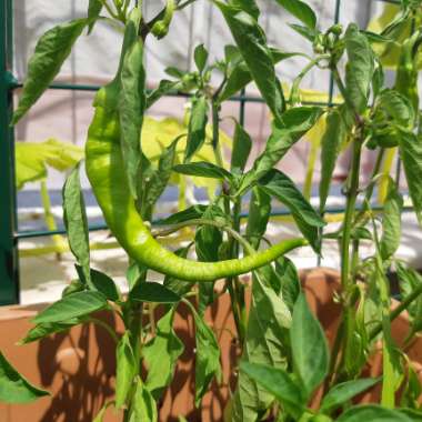 Carmen Sweet Pepper