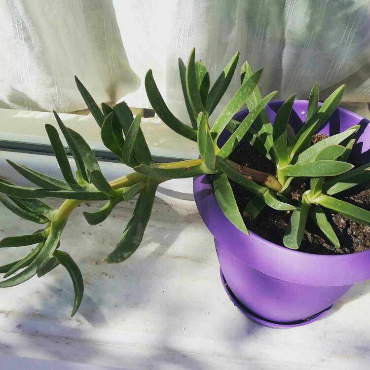 Plant image Carpobrotus acinaciformis