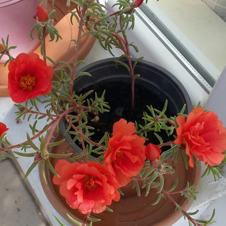 plant image 249339