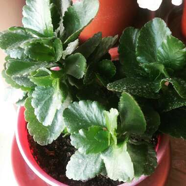 Kalanchoe blossfeldiana Pink Queen