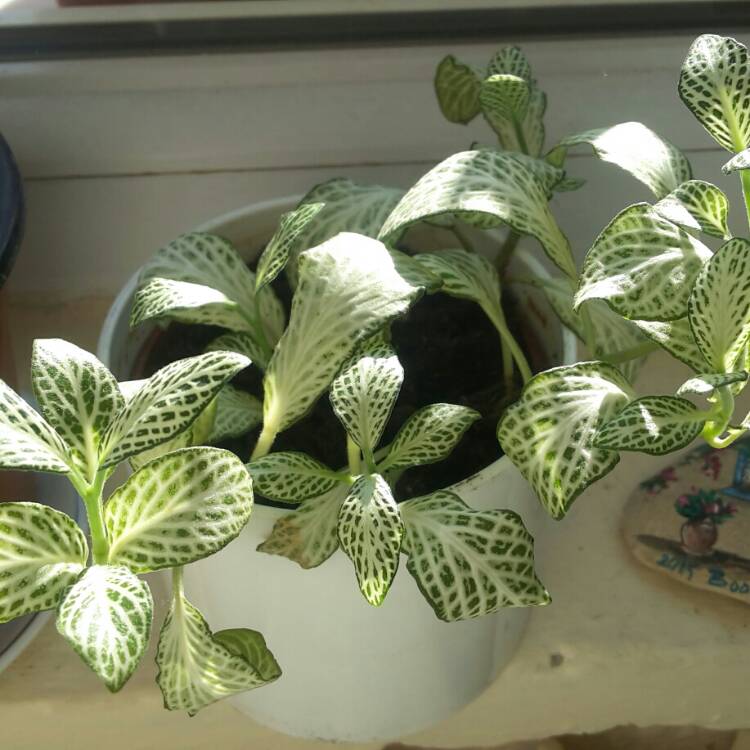 Plant image Fittonia argyroneura 'White Anne'
