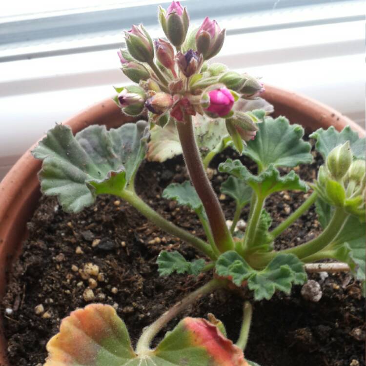 plant image 333625