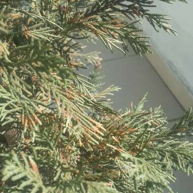 x Cuprocyparis leylandii