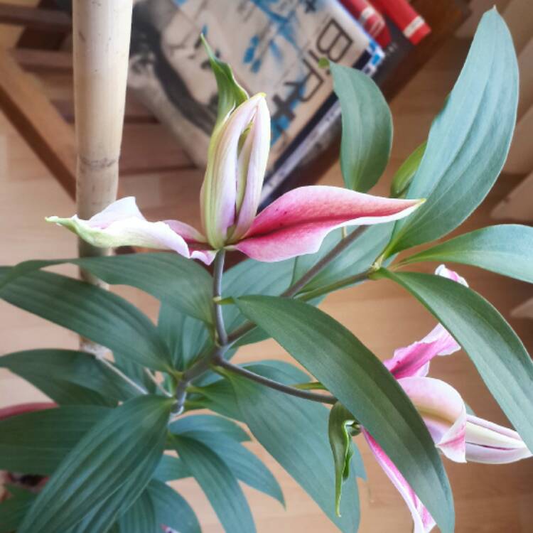 Plant image Lilium 'Magic Star'
