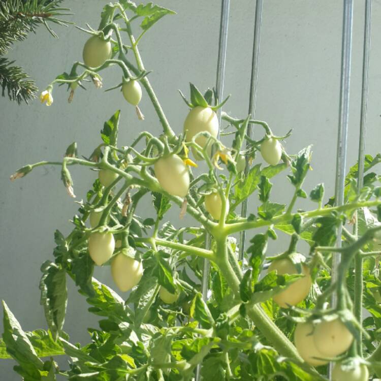 plant image 472954