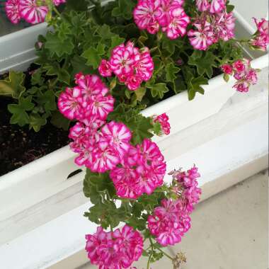Pelargonium 'Lollipop Purple Nova' (Lollipop Series)