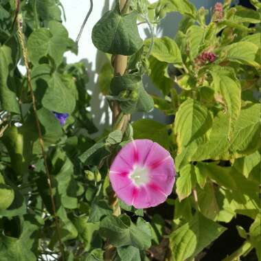 Ipomoea