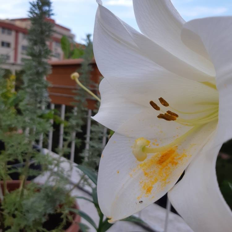 plant image 742456