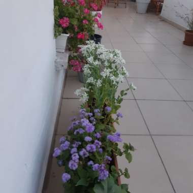Ageratum houstonianum
