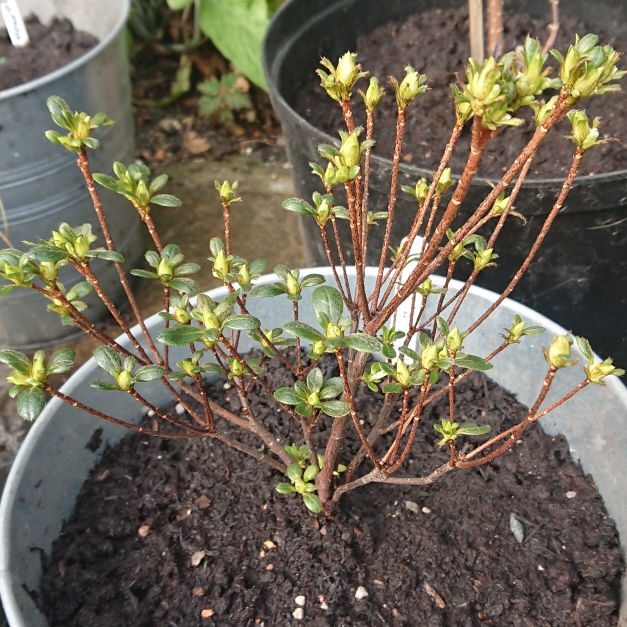 plant image 1018178