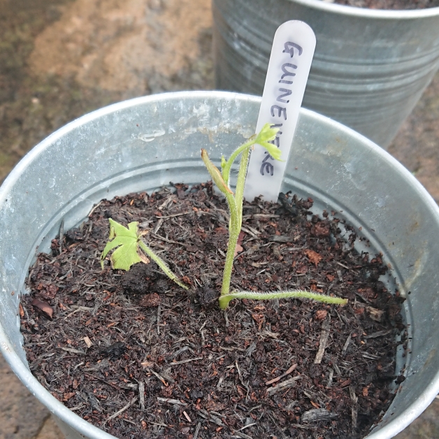 Plant image Delphinium 'Guinevere'