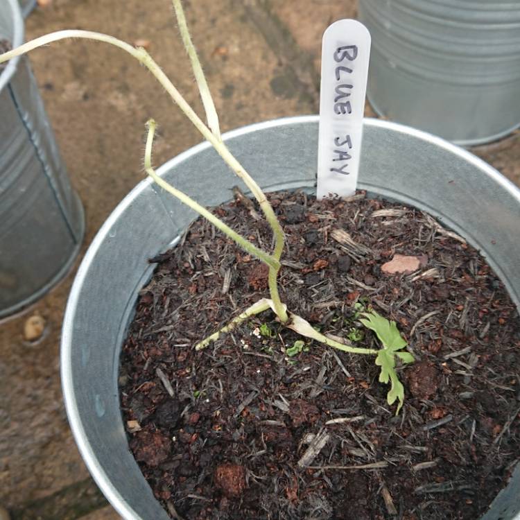 Plant image Delphinium 'Blue Tit'