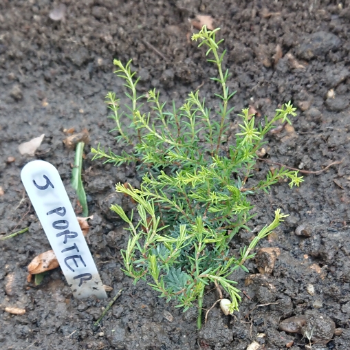 plant image 1024999