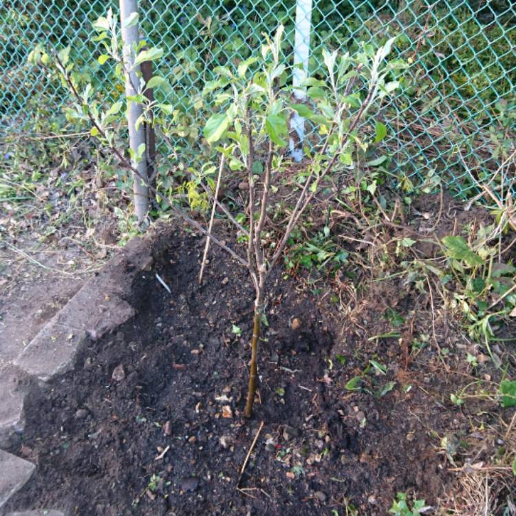 Plant image Malus domestica 'Granny Smith'