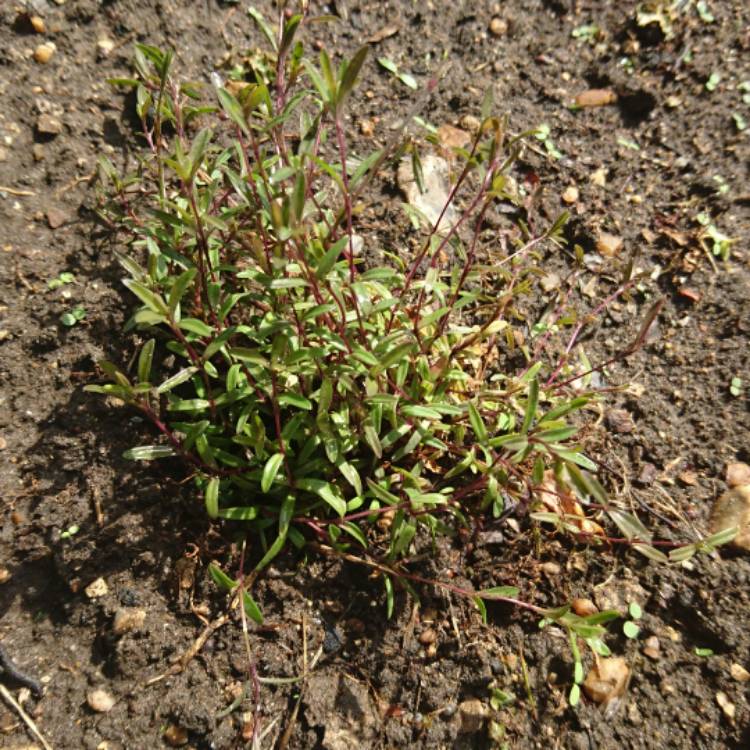 Plant image Dianthus deltoides 'Brilliant'