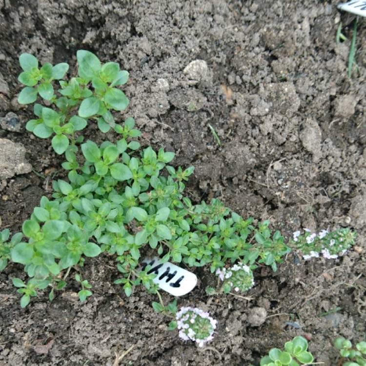 plant image 467442