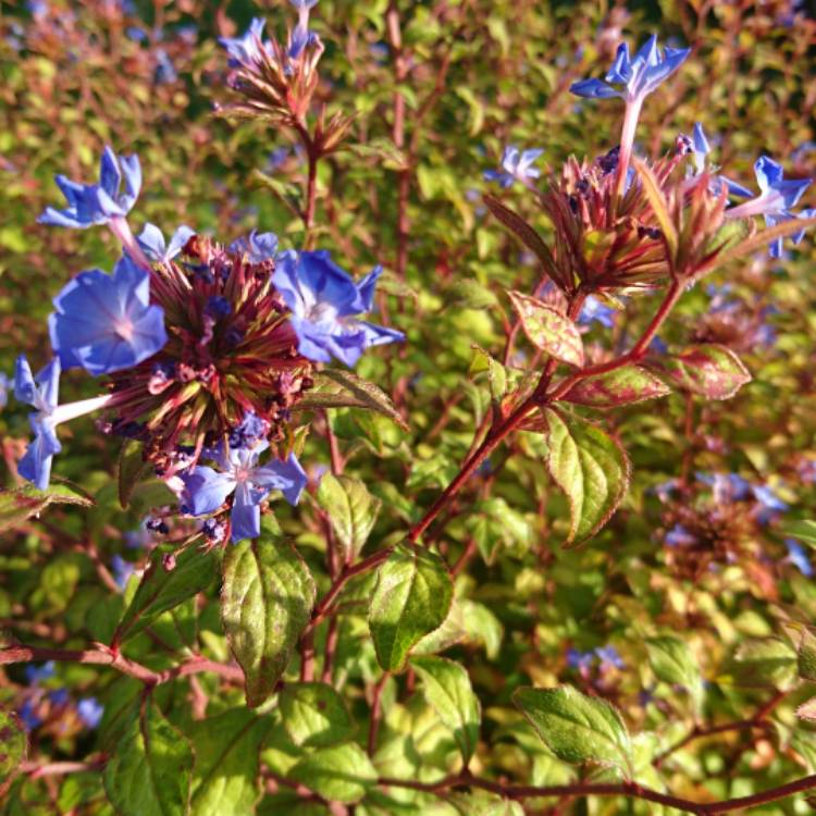 plant image 533436 plant image 533436