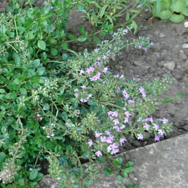 plant image 534921