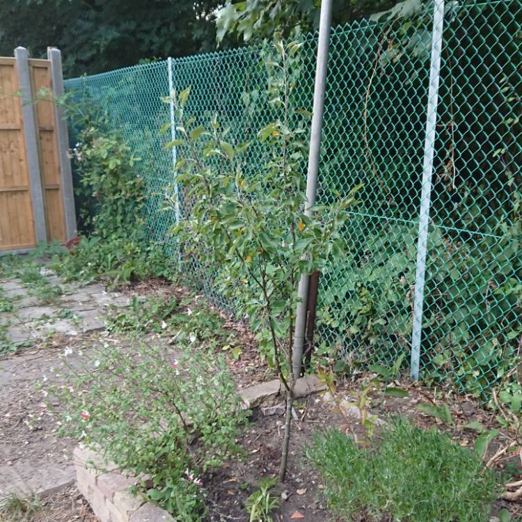 plant image 768341 plant image 768341