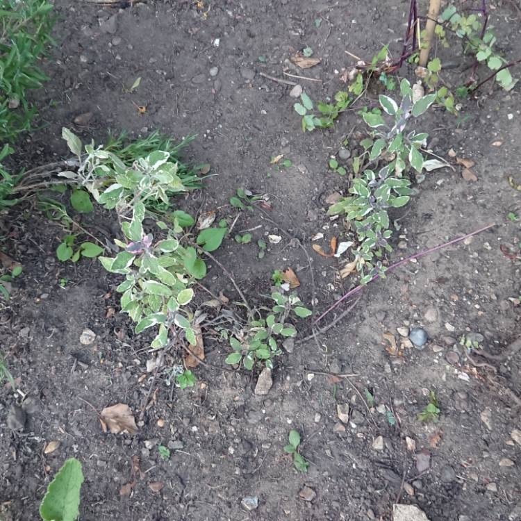 plant image 768367 plant image 768367