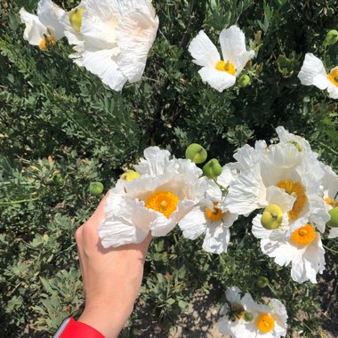 Romneya coulteri