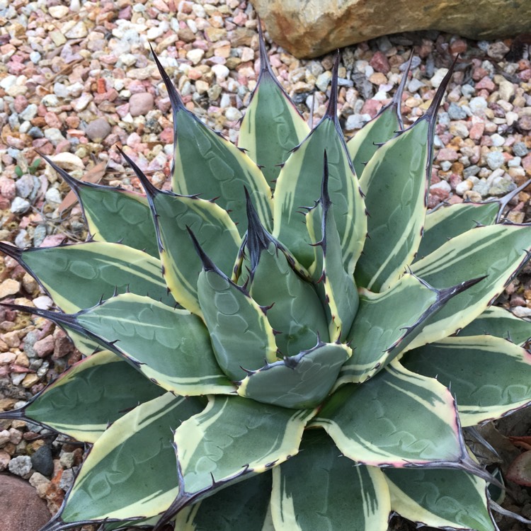 Plant image Agave parryi 'Cream spike'