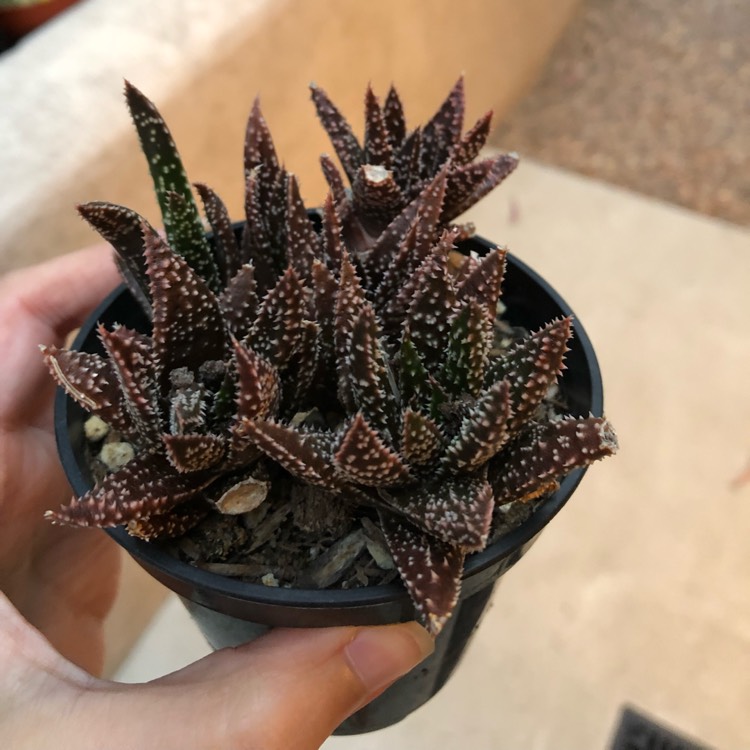 Plant image Aloe 'Twilight Zone'