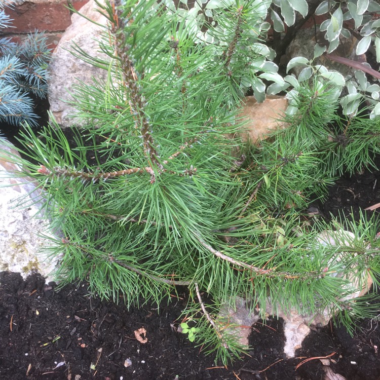 Plant image Pinus mugo 'Pumilio'