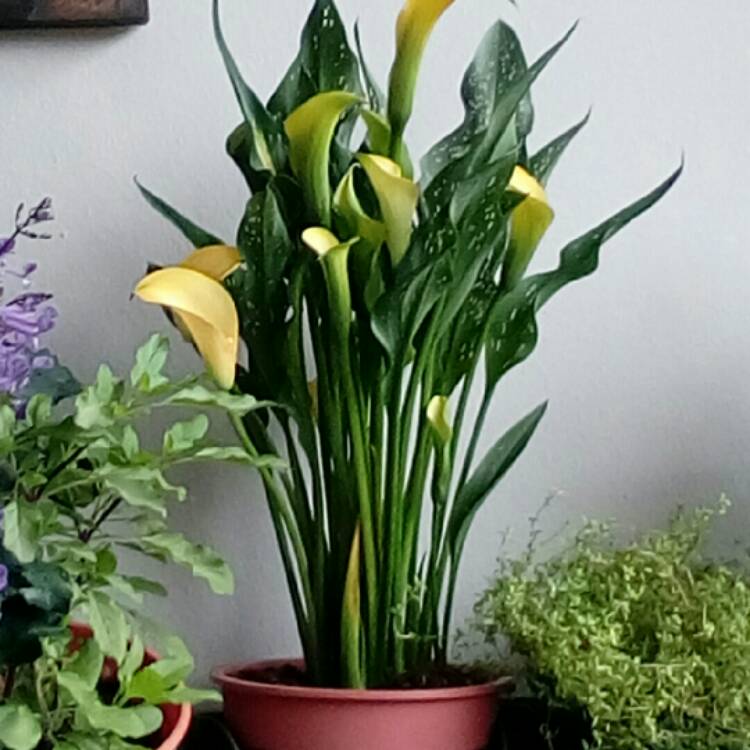 Plant image Zantedeschia 'Captain Fuego'