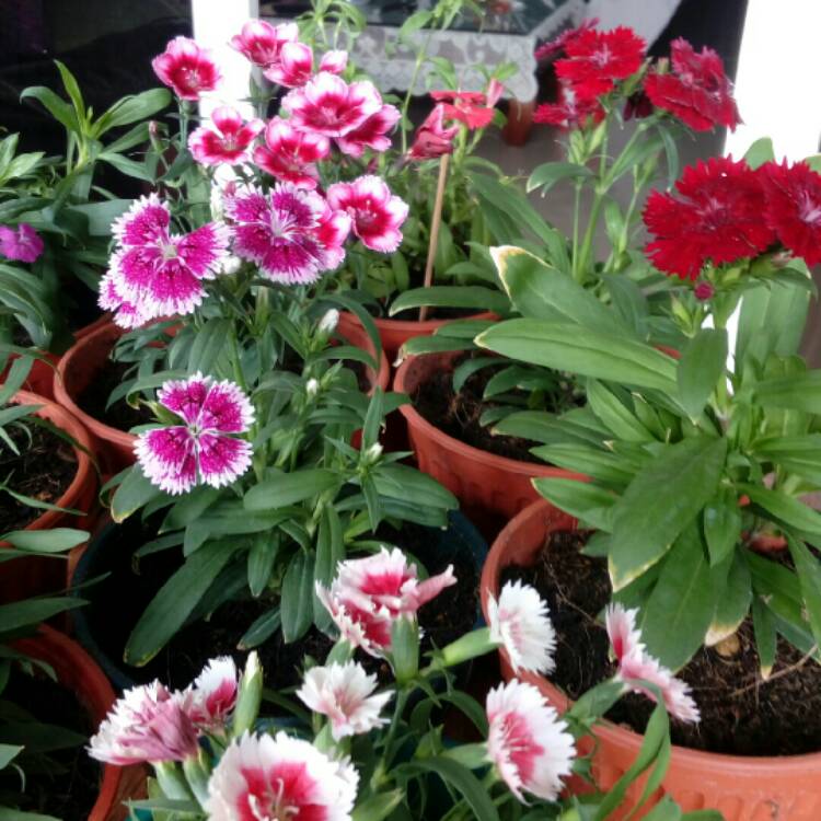 Plant image Dianthus EverLast 'Lilac Eye'