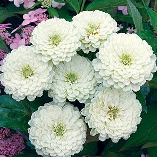Plant image Zinnia elegans 'Purple Prince'