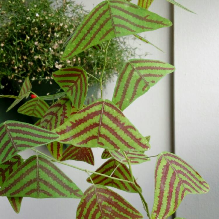Plant image Christia obcordata