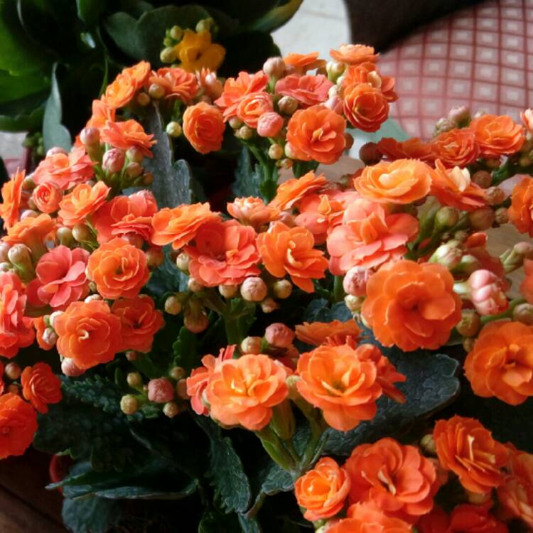 Plant image Kalanchoe blossfeldiana 'Red'