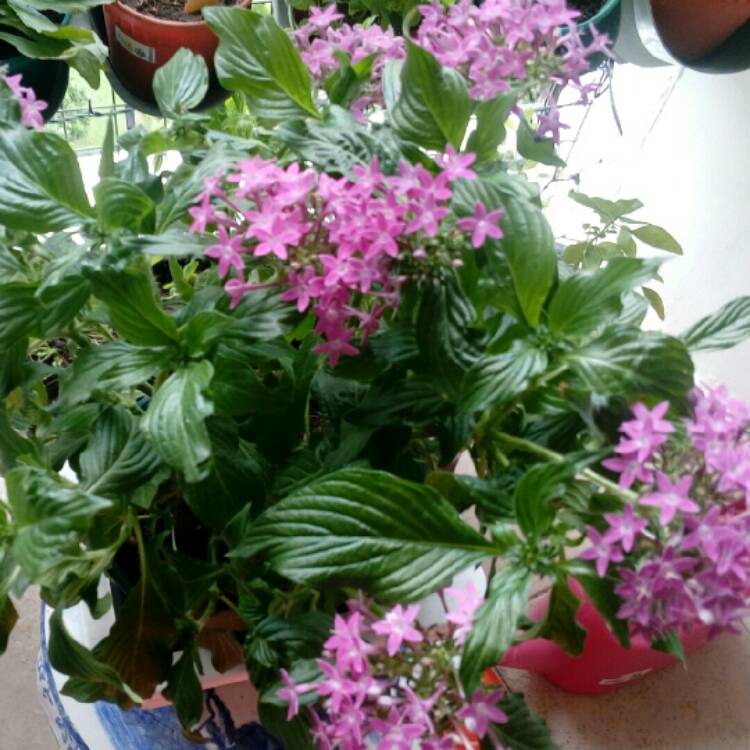 plant image 306330