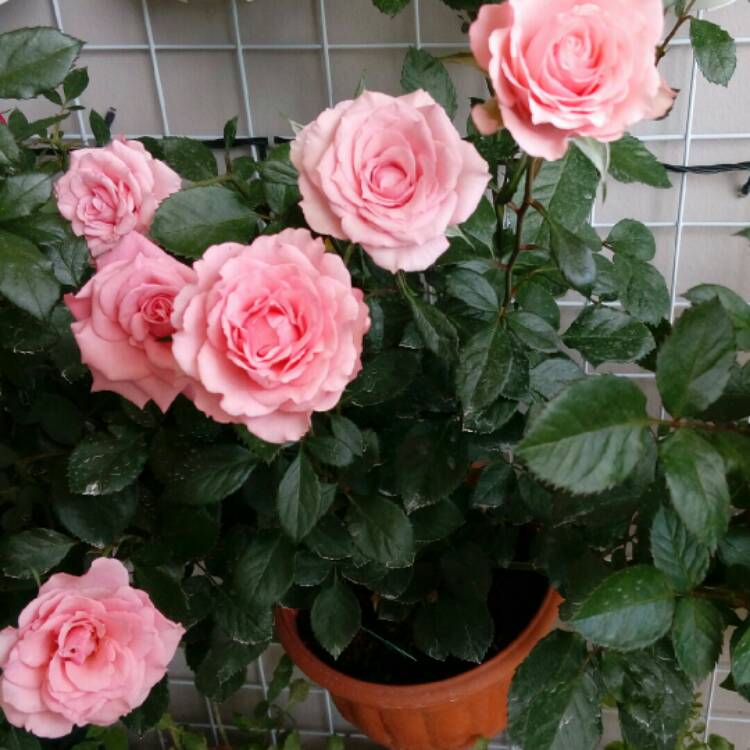 plant image 309719
