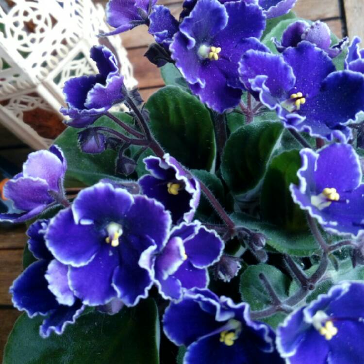 plant image 310670
