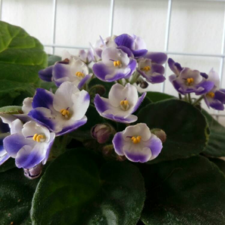 plant image 311547