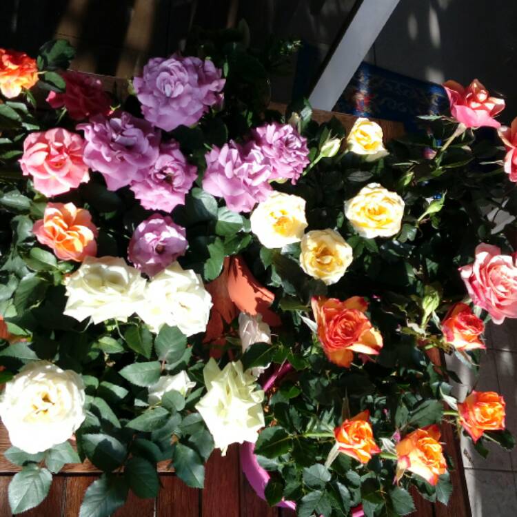 plant image 337802