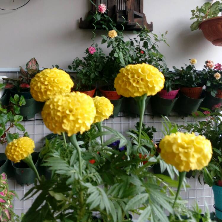plant image 345681