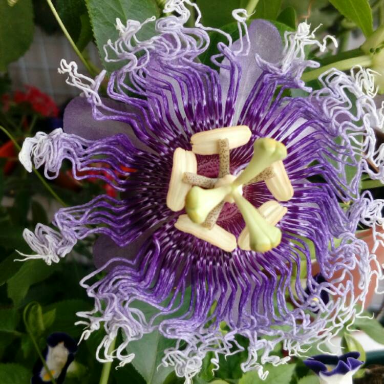 plant image 345731