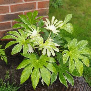 Japanese Aralia