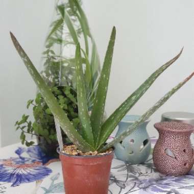 Aloe Vera