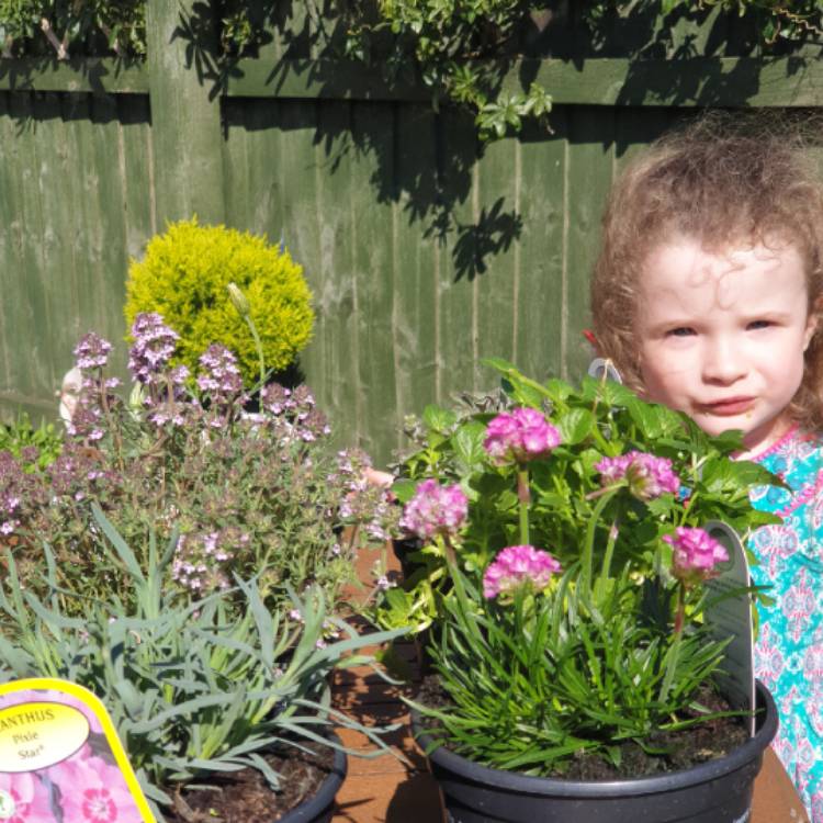 plant image 1048123